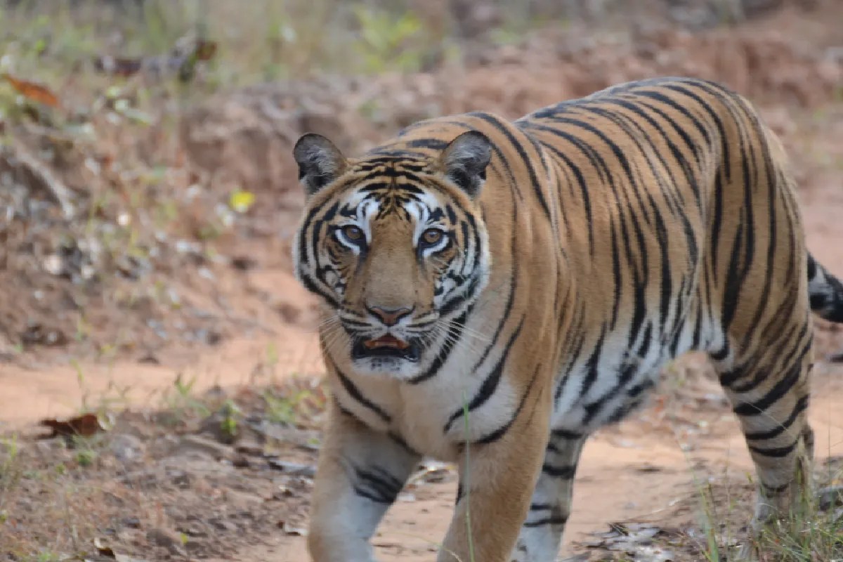 supreme court order night safari ban satpura tiger reserve mp news
