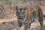 supreme court order night safari ban satpura tiger reserve mp news