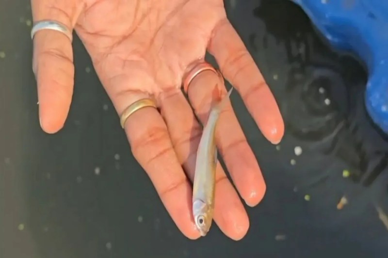 मंत्री के ‘मत्स्य बीज प्रवाह कार्यक्रम’ पर सवालों की बौछार (फोटो सोर्स : Whatsapp News Group )