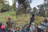 Panna tiger reserve tiger safari viral video mp news