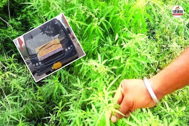 Operation Ganjarjan in Rajasthan ANTF-NCB thwart smugglers by disguising themselves seize cannabis cultivation worth 20 crores rupees