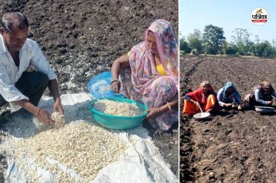 Garlic cultivation can generate huge profits farmers should simply try these 5 scientific tricks