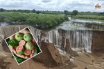 Rajasthan guava crops heavy damage Rainfall ₹120 crore revenue declines farmers disappointed