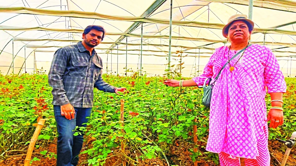 युवा किसान युवराज ग्राम सोहतरा में ढाई एकड़ जमीन में पॉली हाउस के जरिए डच गुलाब की उन्नत खेती कर रहे हैं। प्रतिदिन 5,000 से अधिक गुलाब के फूलों का उत्पादन कर लाखों रुपए कमा रहे हैं।