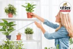 Air purifying plants, Best indoor plants, Indoor plants for clean air,