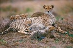 Kuno National Park Cheetah Mukhi Gave Birth to five cubs