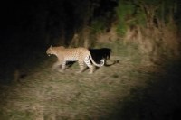 Leopard seen in Nigam area