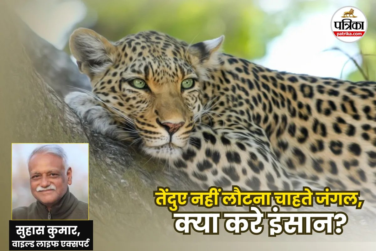 Leopard attack in Up