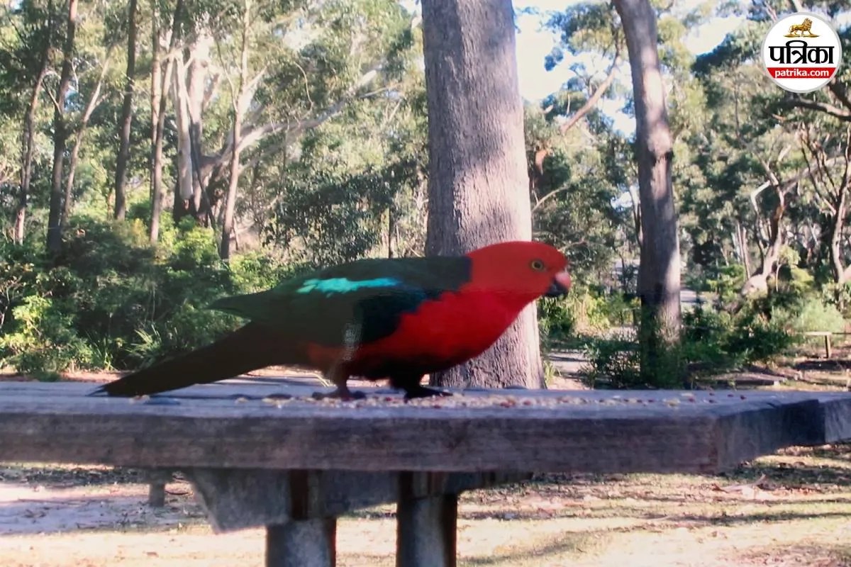 Los Angeles Wild Parrots