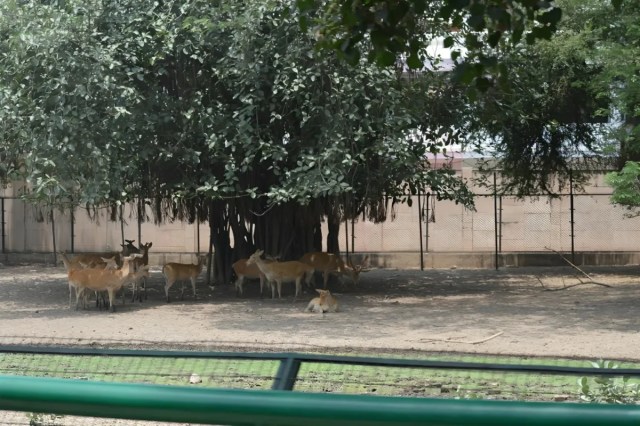 Lucknow Zoo