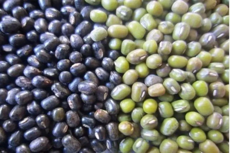 Support price procurement in Bhilwara falls flat: Rain plays spoilsport