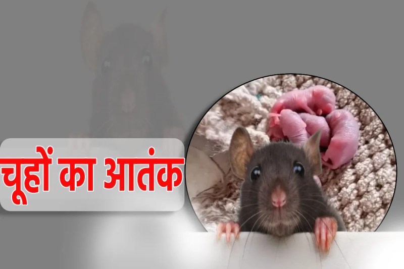 terror of rats in indore