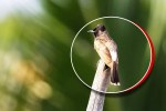 MP News Red vented bulbul