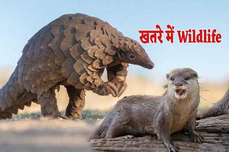 MP Wildlife in Danger Wild Animals Trafficking Network Increased