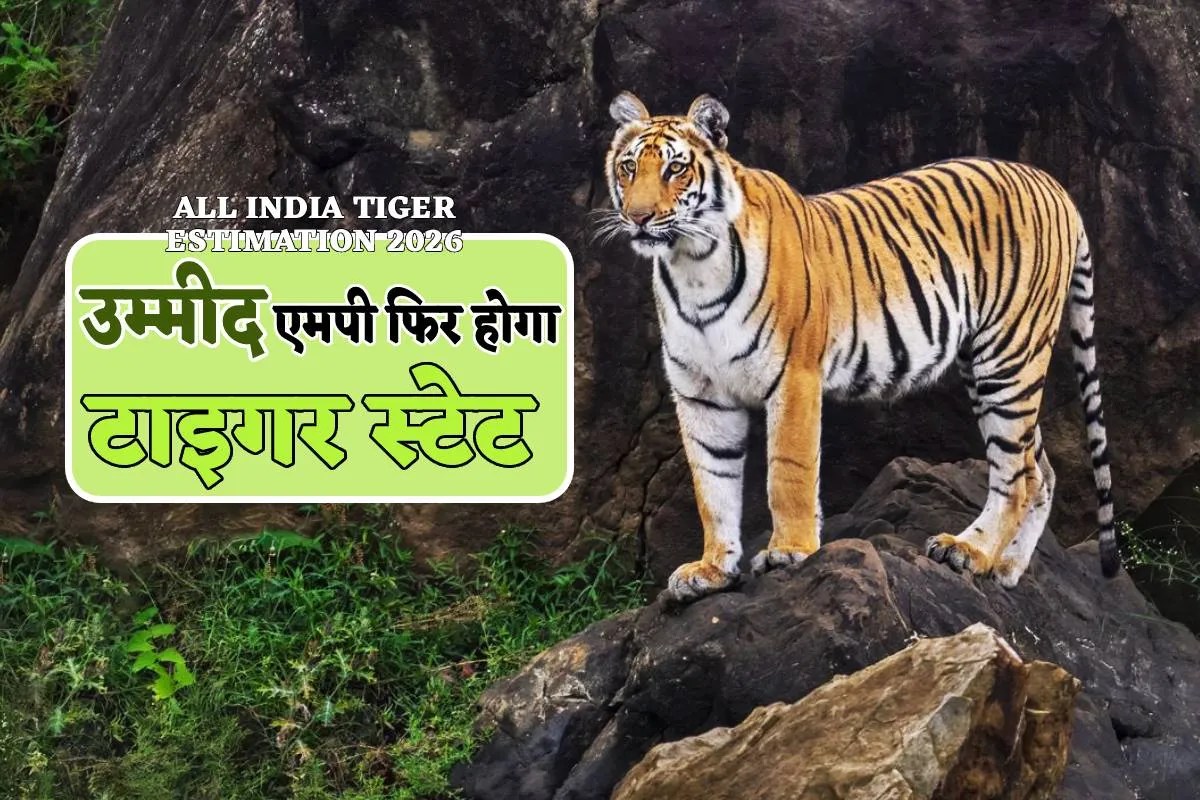 MP news All India tiger Estimation 2026