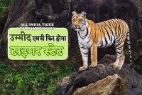 MP news All India tiger Estimation 2026