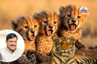 MP tourism Watch MP Wildlife on TV Soon CM mohan Yadav Announcement