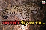 Leopard Shot Dead in Pune