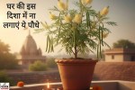 वास्तु टिप्स
