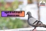 Pigeon Dropping Hazards, Pigeon Beat, Pigeon Droppings Health Risk,