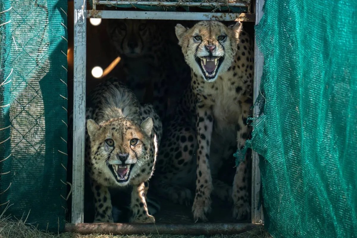 Project Cheetah in MP