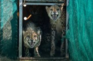 Project Cheetah in MP