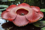 Rafflesia Hasseltii Flower