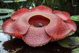 Rafflesia Hasseltii Flower