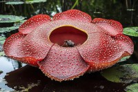 Rafflesia Hasseltii Flower