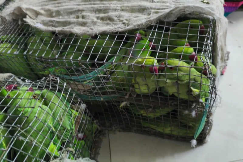 रामपुर से दूसरे जिलों में सप्लाई की जा रही थी प्रतिबंधित प्रजाति, कार व मोबाइल के साथ बड़ी बरामदगी (फोटो सोर्स : STF office )