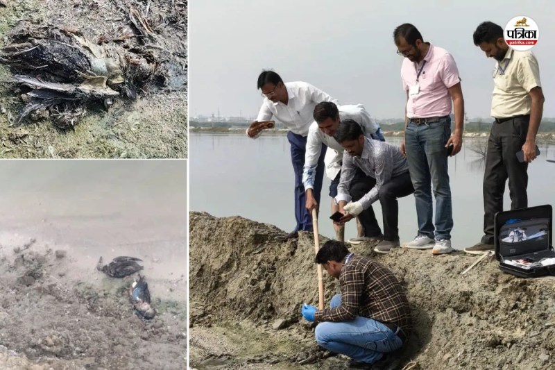 Rajasthan Sambhar Lake Migratory birds die mysteriously 15 found dead 13 injured samples sent to Jaipur and Bareilly