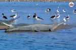 Rajasthan Sawai Madhopur Chambal Gharial Sanctuary resumed Boating find out how to get tickets