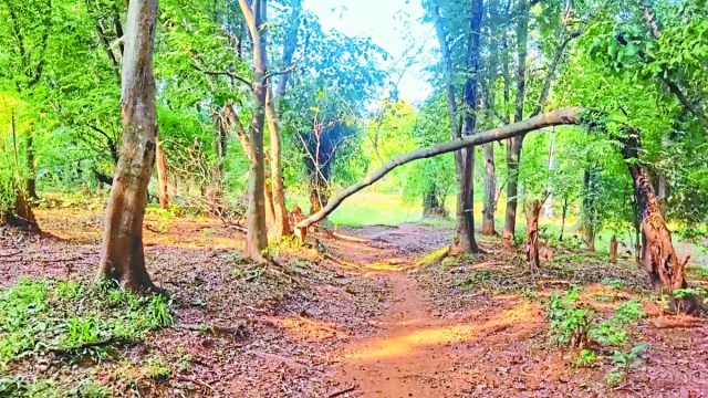 इस गांव में पहुंचने के लिए कमकापार से लगभग 4 किमी घने जंगल व कच्चे रास्ते से होकर जाना पड़ता है।