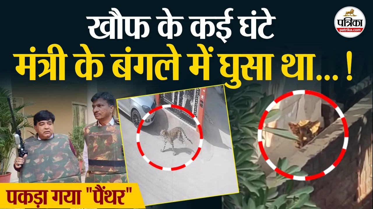 Jaipur Breaking: मंत्री के बंगले में घुसा पैंथर पकड़ा, घंटों चला रेस्क्यू ऑपरेशन | Rajasthan Patrika