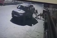 Cow thieves gang