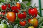Tomato, Tomato Farming, Tomato Yield, Tomato Price, Sirohi News, Rajasthan News