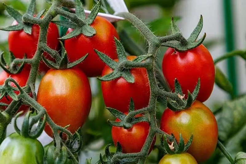 Tomato, Tomato Farming, Tomato Yield, Tomato Price, Sirohi News, Rajasthan News