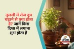 Tulsi Vastu Niyam