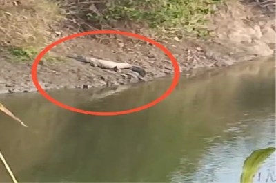 Crocodile spotted in farmer's pond in Kachnoda village, farmer in panic