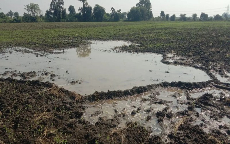 Open pipes from the Bina irrigation project repeatedly flooded the fields, resulting in crop failure twice.