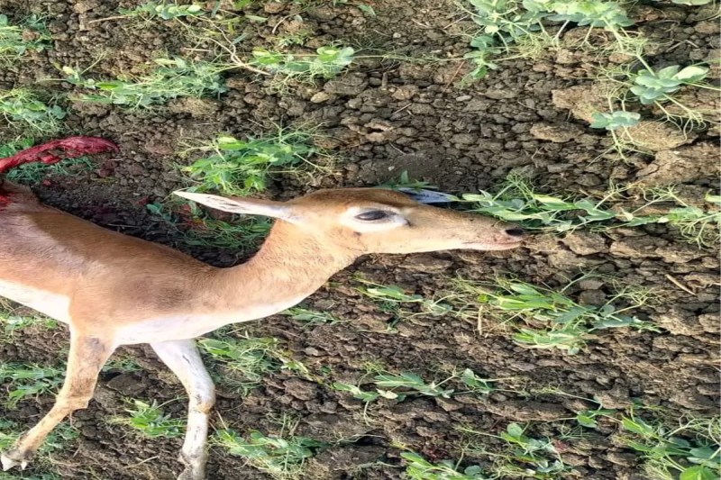 Wild animal hunts deer, villagers panic, avoid going to their fields at night