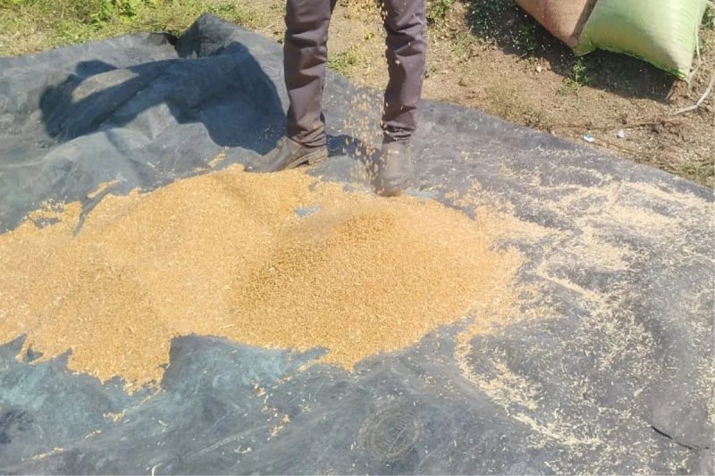 Wheat seeds were taken from the Agriculture Department, but when the sack was opened, it turned out to be garbage.