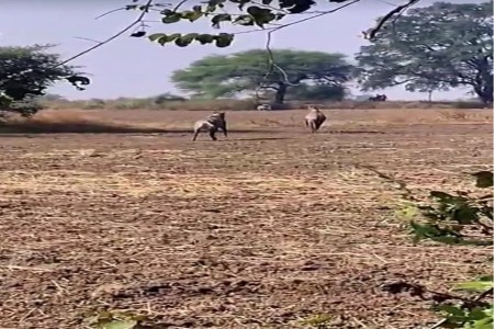 Wild animals are damaging crops, and farmers are not compensated because the process is lengthy.