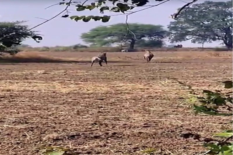 Wild animals are damaging crops, and farmers are not compensated because the process is lengthy.