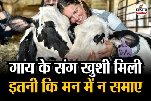 Cow Cuddling Therapy