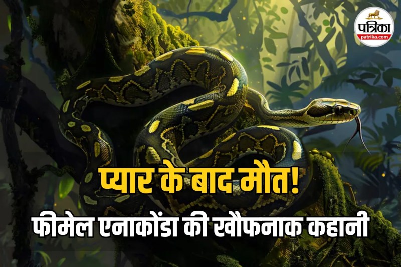 Why Female Anaconda Eats Male After Mating