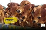 Mangala Pashu Bima Yojana: 81 thousand animals will be insured, online registration