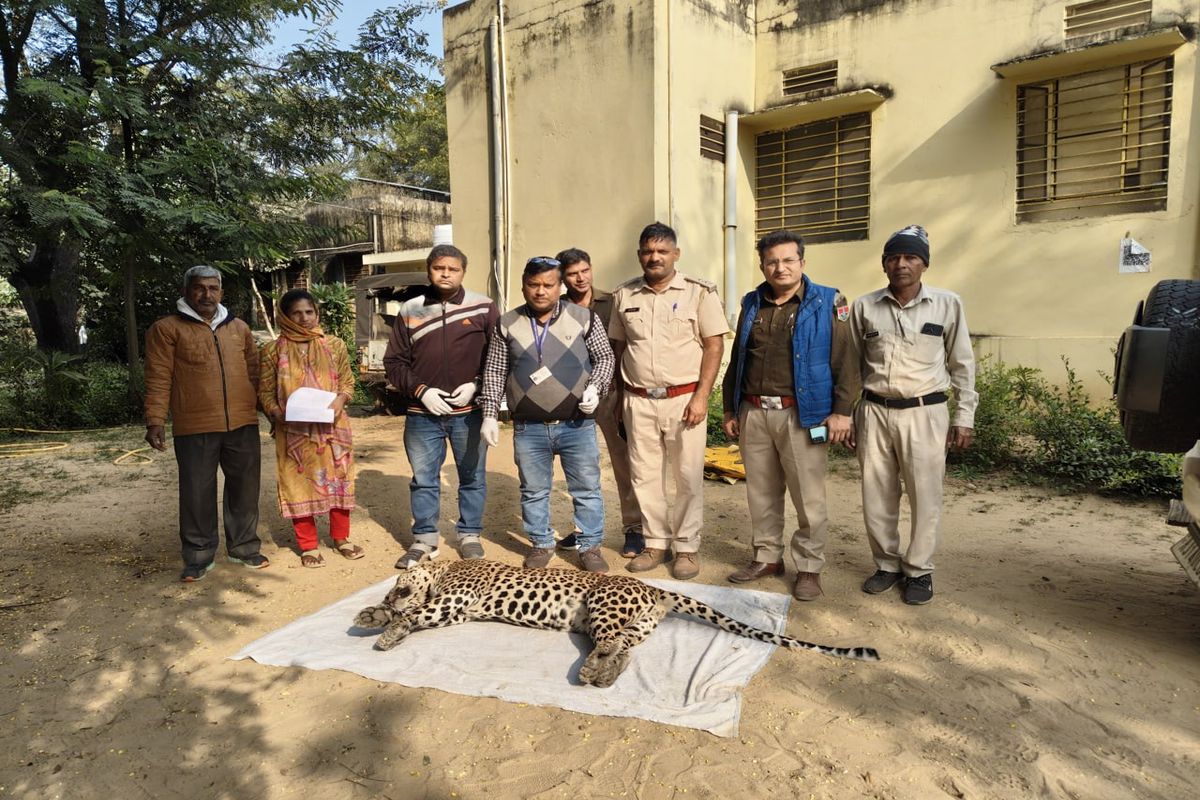 एक्सप्रेस-वे पर वाहन की टक्कर से लेपर्ड की मौत