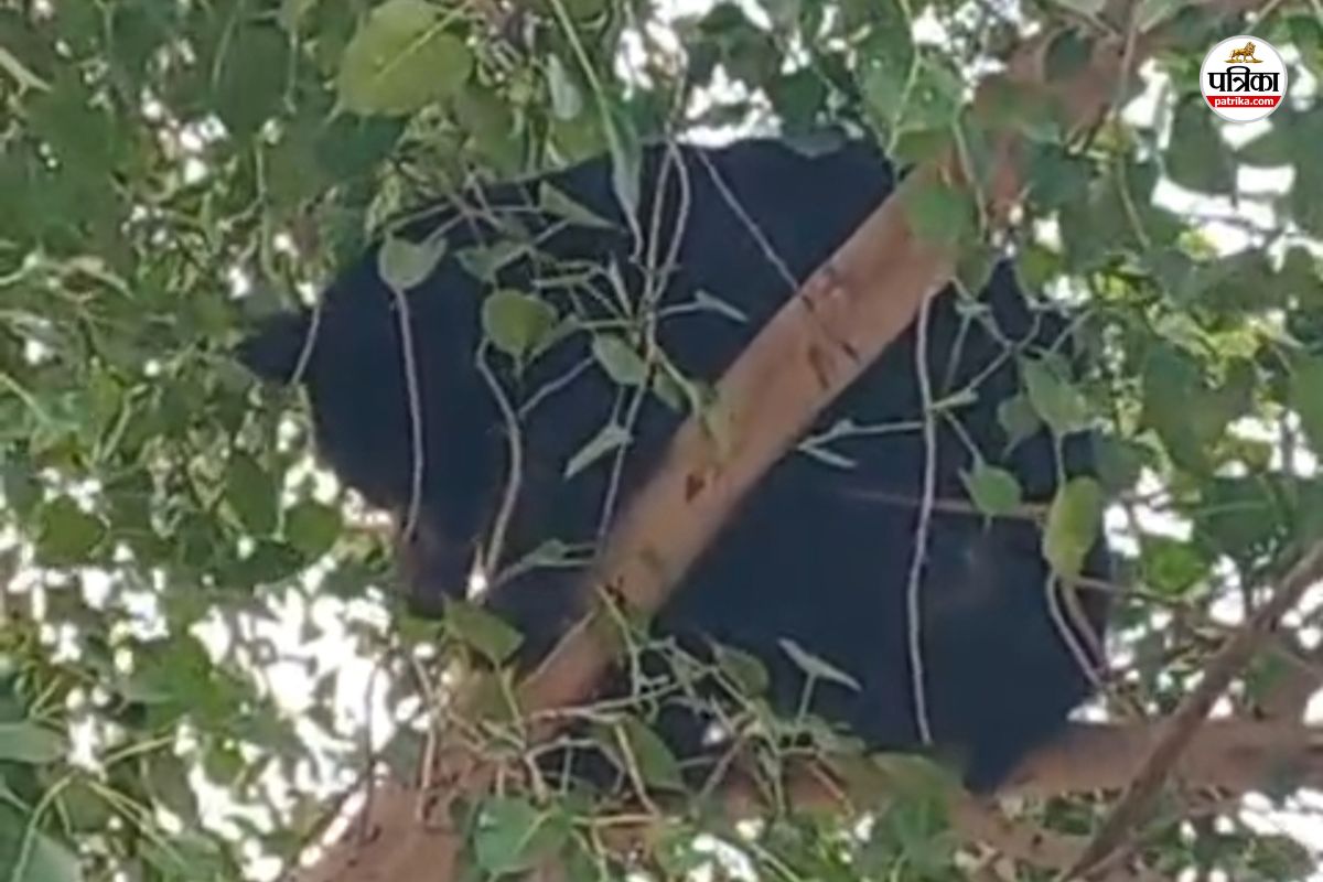 bear