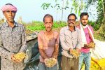 बारिश में भीगा धान अंकुरित होने लगा, अब मुआवजे से आस